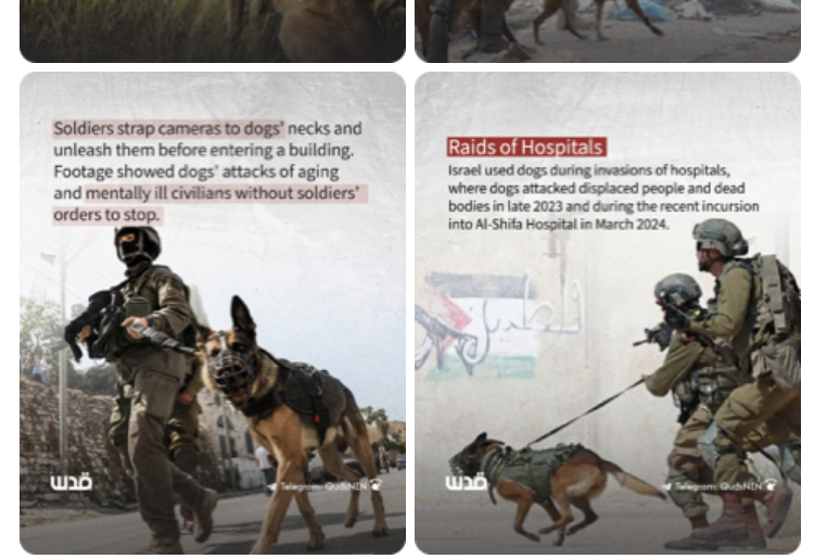 Genocidio israelo-statunitense a Gaza: 286° giorno. Le forze israeliane usano cani addestrati per attaccare, uccidere e stuprare i prigionieri gazawi